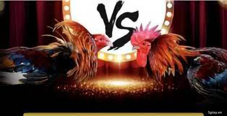 Trực Tiếp Đá Gà 188Bet Sảnh Cược Đỉnh Cao Cho Kê Thủ 1 Trực Tiếp Đá Gà 188Bet Sảnh Cược Đỉnh Cao Cho Kê Thủ