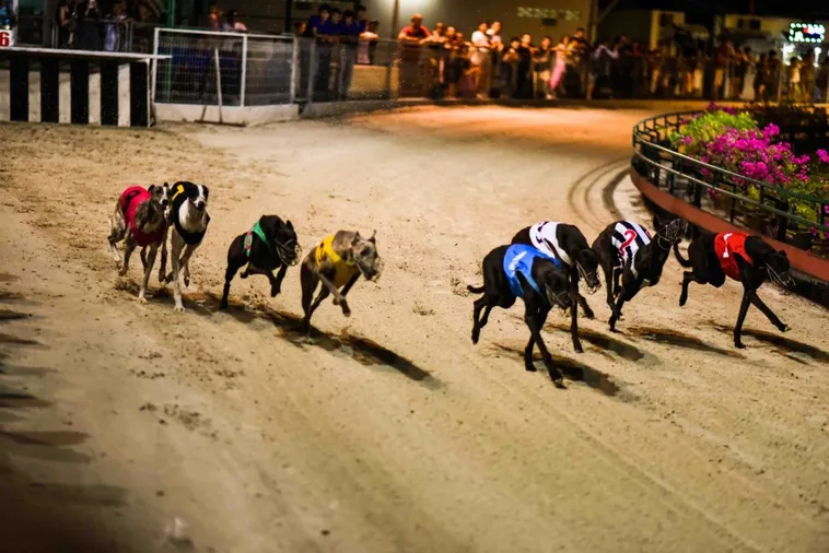 Cách Chơi Đua Chó 188Bet Thắng Lớn Dễ Dàng Cho Tân Thủ 1 Cách Chơi Đua Chó 188Bet Thắng Lớn Dễ Dàng Cho Tân Thủ