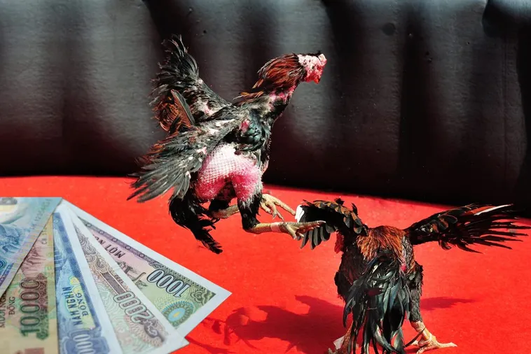 Hướng Dẫn Cách Chơi Đá Gà Sabong Tại 188Bet Thắng Lớn Mỗi Ngày 1 Hướng Dẫn Cách Chơi Đá Gà Sabong Tại 188Bet Thắng Lớn Mỗi Ngày